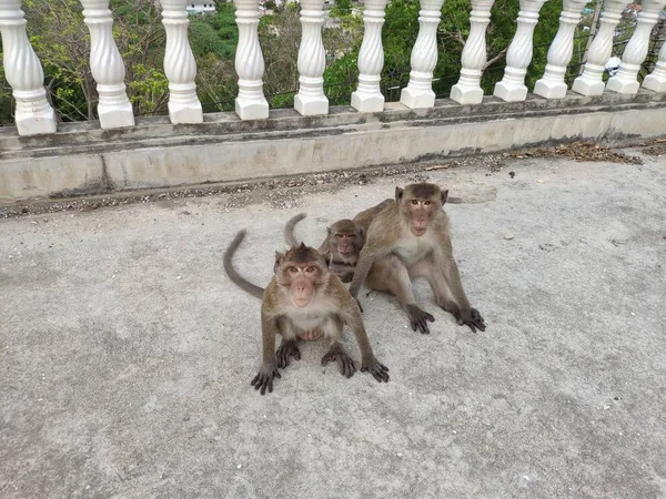 Мавпа Khao Takiab Хуа Хін Таїланд Макак Їсть Булочку Сидячи — стокове фото