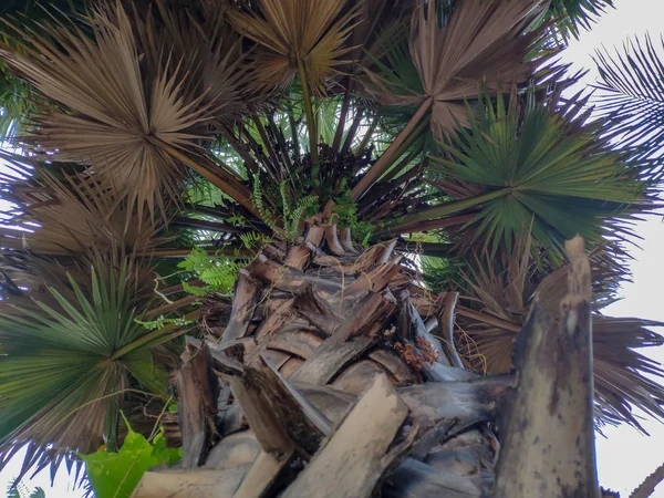 Prachtig Uitzicht Palm Bladeren Vanaf Grond Malakka Maleisië — Stockfoto