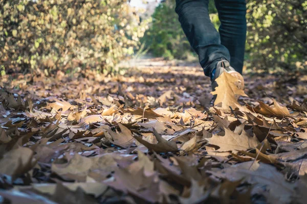 Temporada Hermosas Hojas Otoño Kiev Kiev Jardín Botánico — Foto de Stock