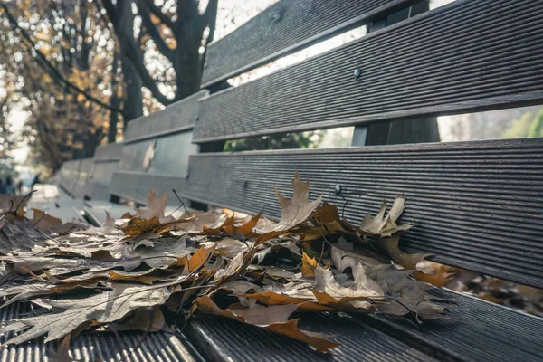 Сезон Красивих Осінніх Листків Києві Київ — стокове фото