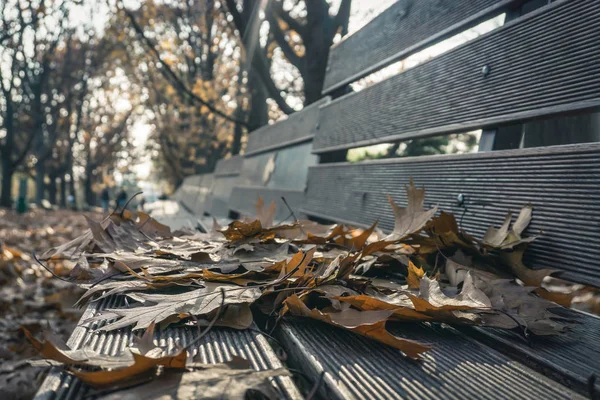 Сезон Красивих Осінніх Листків Києві Київ — стокове фото