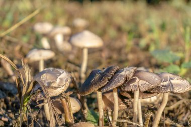 Çimenlerdeki orman mantarları. Mantar fotoğrafı, orman mantarı, orman mantarı fotoğrafı.