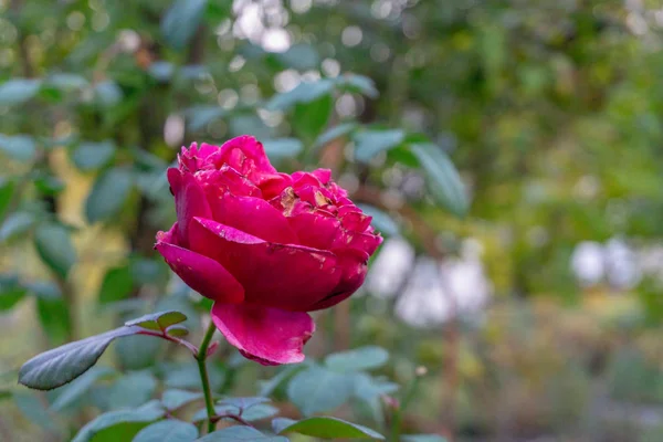 Fleur Rose Rouge Vue Rapprochée Macro — Photo