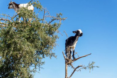Fas 'ta bir argan ağacında keçiler