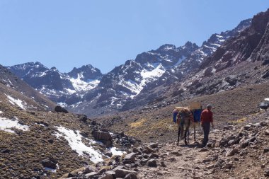 Essaouira, Fas yakınlarındaki sahilde kahverengi bir atın boynu görünüyor.