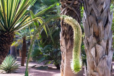 Marakeş, Fas - 13 Mart 2020: Le Jardin Majorelle 'deki inanılmaz tropikal bahçe. Marakeş, Fas.