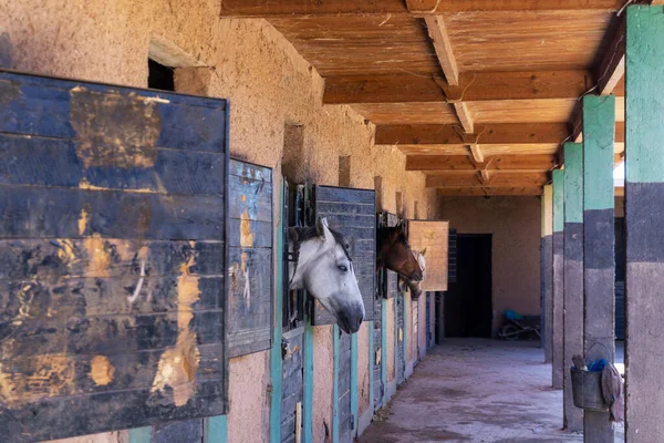 Koně Stáji Ouarzazate Atlas Filmová Studia Maroku — Stock fotografie