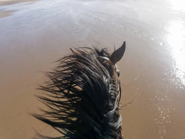 Zicht Een Bruine Paardennek Het Strand Bij Essaouira Marokko Stockfoto