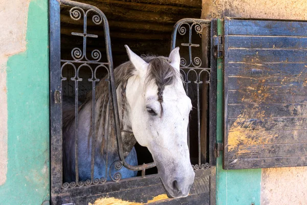 Paarden Stal Ouarzazate Atlas Filmstudio Marokko Stockafbeelding