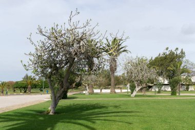 Rabat, Fas - 5 Mart 2020: Lalla Soukaina Camisi