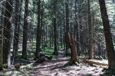 Gorgany Doğa Koruma Alanı eşsiz bir Karpatlar dağlık bölgesidir. Karpat Ormanları Taş Çam (Pinus cembra)