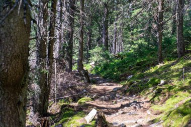 Gorgany Doğa Koruma Alanı eşsiz bir Karpatlar dağlık bölgesidir. Karpat Ormanları Taş Çam (Pinus cembra)