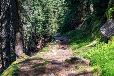 Gorgany Doğa Koruma Alanı eşsiz bir Karpatlar dağlık bölgesidir. Karpat Ormanları Taş Çam (Pinus cembra)