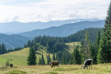 Karpatya ekosisteminin manzarası. Gorgany Bölgesi, Ukrayna. Gorgany Doğa Koruma Alanı eşsiz bir Karpatlar dağlık bölgesidir..