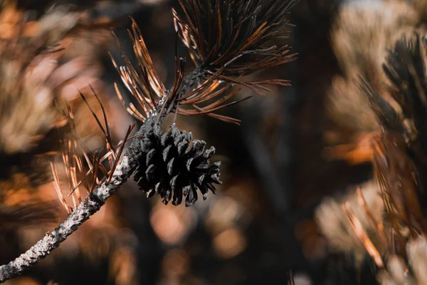 Branche Pin Avec Cône Été Forêt Des Carpates — Photo