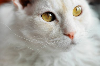 dalgalı bıyıklı beyaz kedi portresi