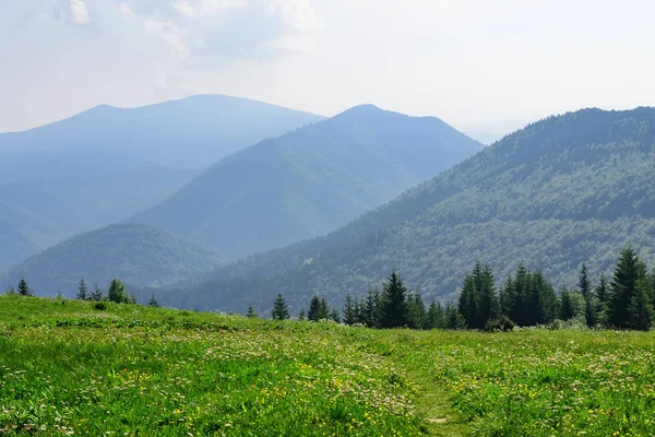 Луга Вратной Долине Национального Парка Мала Фатра Словакия — стоковое фото