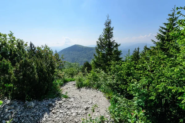 Sentier Dans Vallée Vratna Parc National Mala Fatra Slovaquie Foto — Photo