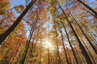 Arkadan aydınlatmalı güzel ağaçlar mavi gökyüzüne karşı ayarlayın. Sonbahar Orman öğleden sonra. Slovakya. Europe.