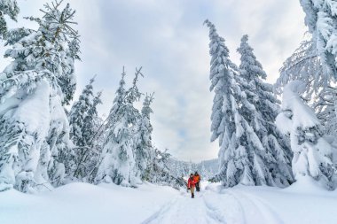 Turistler kış ormana gidiyor. Polonya, Silesian Beskids.