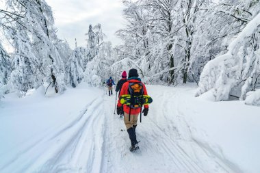 Silesian Beskids ormanda giden turistler. Polonya, Avrupa