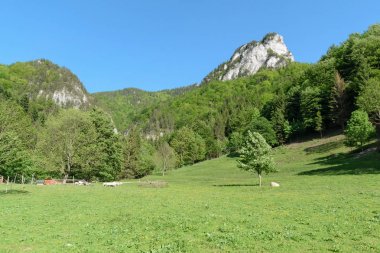 Vratna vadisindeki çayırlar