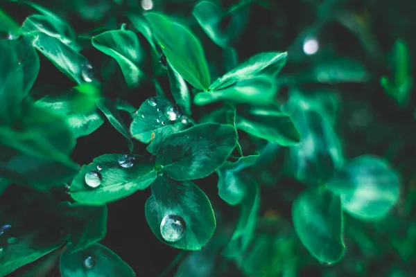 Kreative Gestaltung der grünen Blätter. Flache Lagekopierfläche von oben. Natur Hintergrundmuster Konzept. Regenwasser tropft auf grüne Blätter — Stockfoto