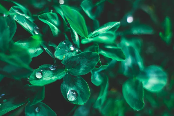 Layout criativo de folhas verdes. Flat lay espaço de cópia vista superior. Natureza conceito padrão de fundo. Água da chuva cai em folhas verdes — Fotografia de Stock