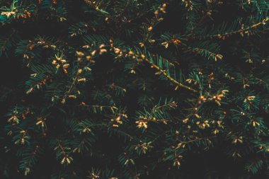 Kozalaklı ağacın yaratıcı yerleşimi. Düz görünüm kopyalama alanı yatıyordu. Doğa kalıbı konsepti. Duvar kağıdı yeşil dokusu.