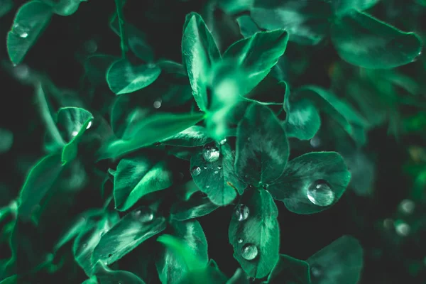 Regenwasser Tropft Auf Grüne Blätter Kreative Gestaltung Der Grünen Blätter — Stockfoto