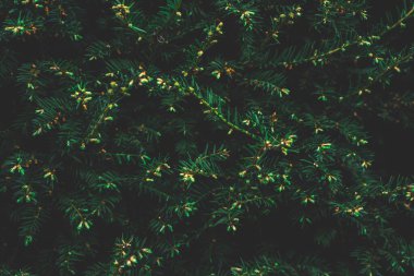 Kozalaklı ağacın yaratıcı yerleşimi. Düz görünüm kopyalama alanı yatıyordu. Doğa kalıbı konsepti. Duvar kağıdı yeşil dokusu.