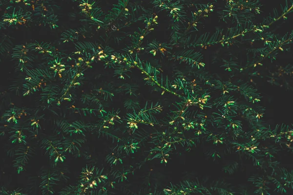 Kozalaklı ağacın yaratıcı yerleşimi. Düz görünüm kopyalama alanı yatıyordu. Doğa kalıbı konsepti. Duvar kağıdı yeşil dokusu.