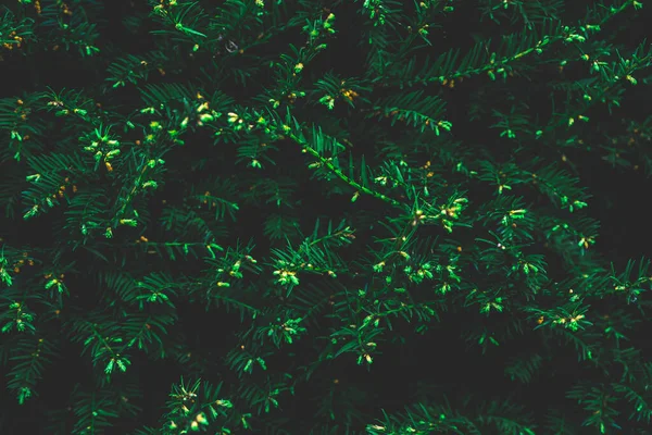 Kreative Gestaltung Des Nadelbaums Flache Lagekopierfläche Von Oben Natur Hintergrundmuster — Stockfoto