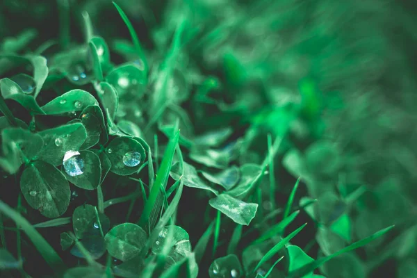 Koncept Přirozeného Pozadí Dešťová Voda Kape Zelené Listy Tvůrčí Uspořádání — Stock fotografie