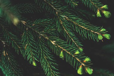 Kozalaklı ağacın yaratıcı yerleşimi. Düz görünüm kopyalama alanı yatıyordu. Doğa kalıbı konsepti. Duvar kağıdı yeşil dokusu.