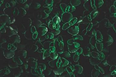 Yeşil yaprakların yaratıcı düzeni. Düz görünüm kopyalama alanı yatıyordu. Doğa kalıbı konsepti. Yaprak dokusunun duvar kağıdı.