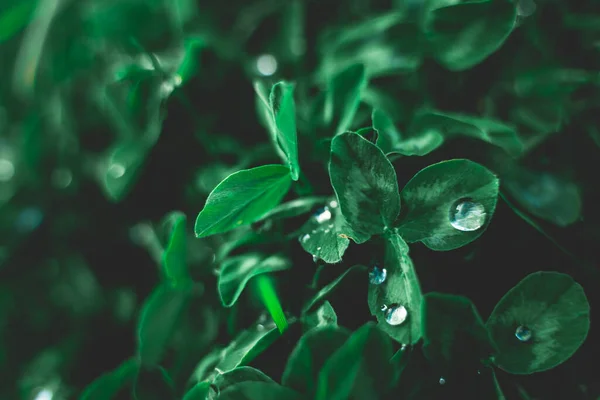 Natureza conceito padrão de fundo. A água da chuva cai em folhas verdes. Layout criativo de folhas verdes. Flat lay espaço de cópia vista superior . — Fotografia de Stock