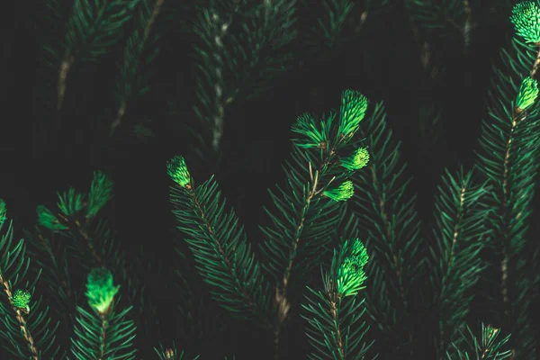 Kreative Gestaltung des Nadelbaums. Flache Lagekopierfläche von oben. Natur Hintergrundmuster Konzept. Tapete grüne Textur. — Stockfoto