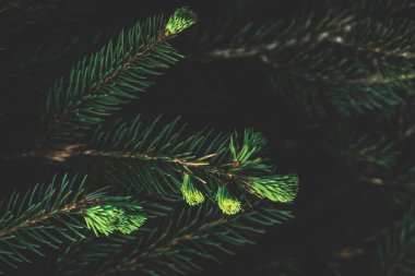 Kozalaklı ağacın yaratıcı yerleşimi. Düz görünüm kopyalama alanı yatıyordu. Doğa kalıbı konsepti. Duvar kağıdı yeşil dokusu.