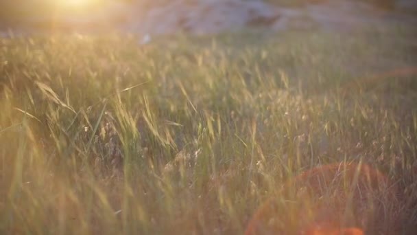 Трава Закате — стоковое видео