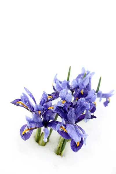 Iris Bloemen Piek Door Sneeuw Vroege Lentebloemen Getroffen Door Koud — Stockfoto