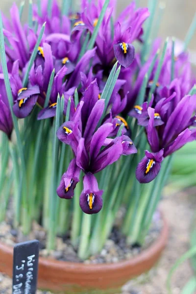 Pot Miniaturowe Irysy Kwiatów Płytkiej Głębi Pola Obrazu Posadzone Wiosną — Zdjęcie stockowe