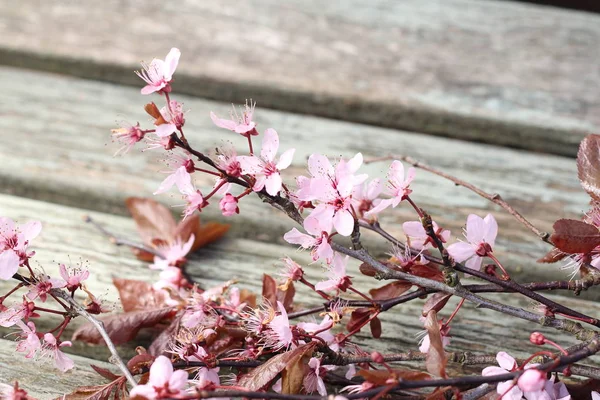 Gałązką Ładny Różowy Wiosna Blossom Wyblakły Drewniane Ławki Płytkiej Głębi — Zdjęcie stockowe