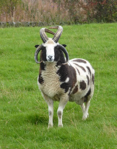 Proud Jacobs Sheep Double Horns Piebald Wool Standing Alone Field — Stock Photo, Image