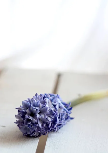 Een Enkele Stengel Van Blauwe Hyacinten Ondiepe Diepte Van Het — Stockfoto