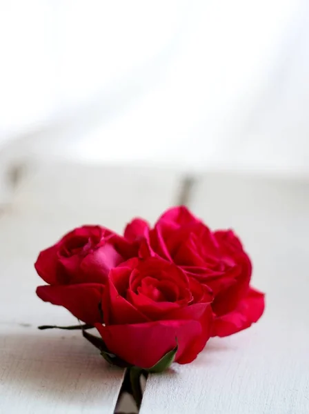 Trzy Czerwone Róże Piękne Płytkiej Głębi Pola Romantyczny Obraz Nadaje — Zdjęcie stockowe