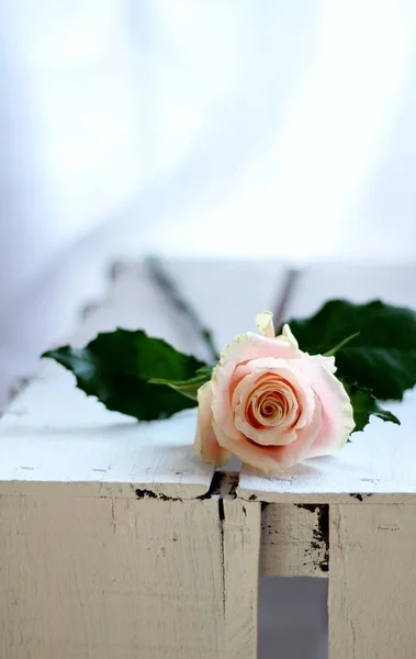 Pojedynczy Blady Brzoskwinia Róża Płytkiej Głębokości Pola Romantyczny Obraz Nadaje — Zdjęcie stockowe