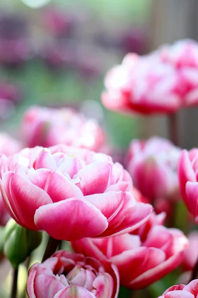 Beautiful Double Fox Trot Pink Tulips Shallow Depth Field Spring — Stock Photo, Image