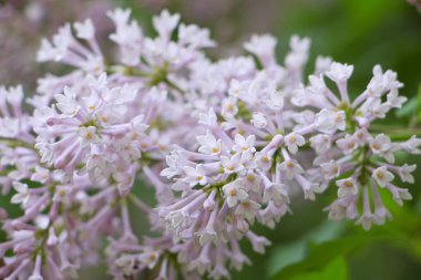 bitki, bitki, kırpma, üretici, çiçek, çiçek, çiçek, renk