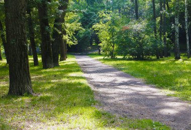 Ormanının, Doğa, güneşli bir gün, güneşli öğleden sonra orman yolları, orman iz, yaprak yeşil, yeşil yaprakları, dolambaçlı yolu, dar iz